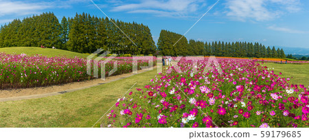 Autumn autumn cherry blossoms Ikoma Plateau 59179685