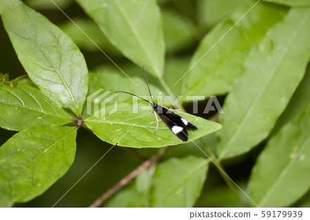 四美鼻 四美鼻 59179939