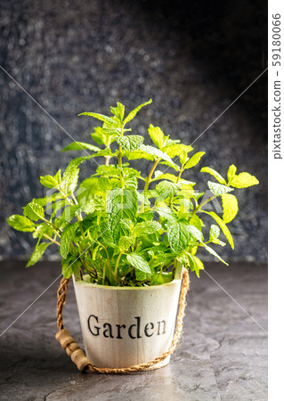 Fresh mint growing in a wooden pot on dark Fresh mint growing in a wooden pot on dark 59180066
