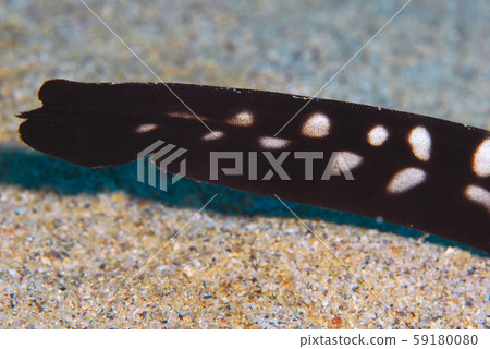 Trough shark Trough shark 59180080
