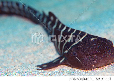 Trough shark Trough shark 59180081