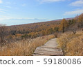 The autumnal beauty forest of larch and yellowtail that colors yellow leaves 59180086