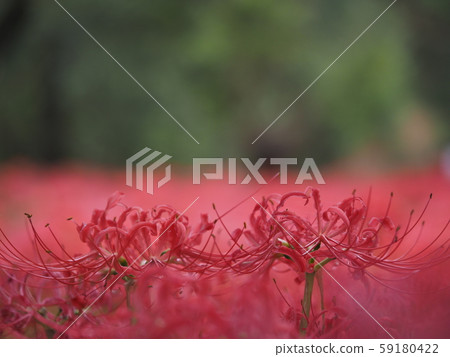 Cluster amaryllis 59180422