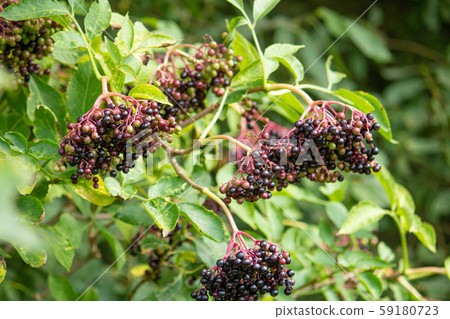 Elderberry (elderflower fruit, elderberry): raw material such as syrup 59180723