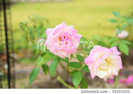 Enchanted rose flower Enchanted rose flower 59181050