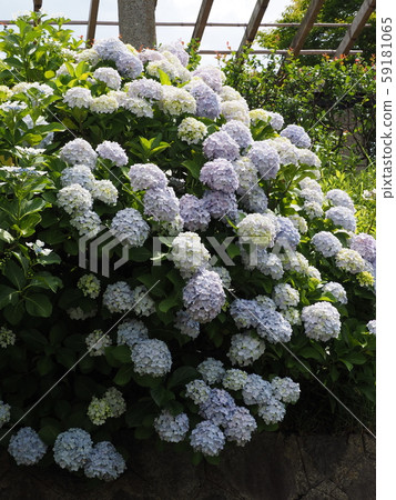 hydrangea hydrangea 59181065