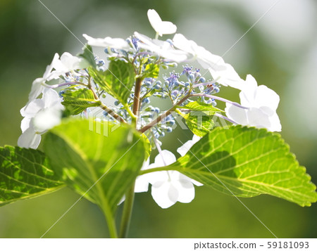 hydrangea   59181093