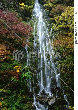 長野縣塔魯塔基Kijimadaira 長野縣塔魯塔基Kijimadaira 59181355