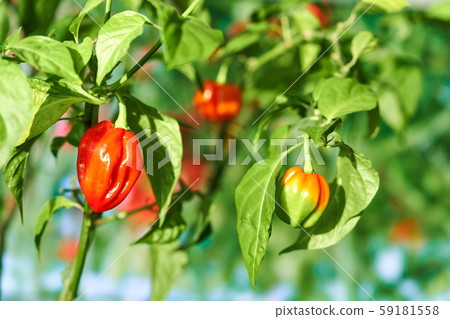 Habanero plant featuring fresh, ripe habanero peppers, ready for picking. 59181558