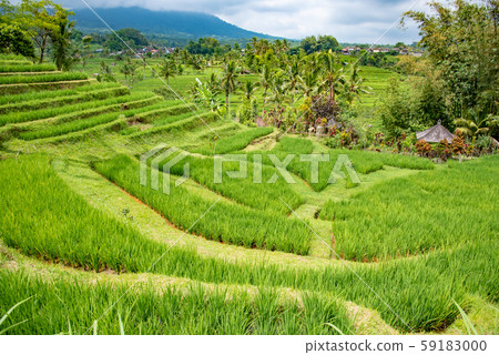 Rice terrace of Jati Louis, Bali, Indonesia 59183000