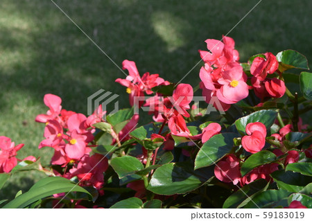 Toyota Garden shines in the autumn blue sky Toyota Garden shines in the autumn blue sky 59183019