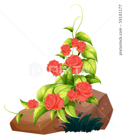 Red roses and rocks on white background 59183177