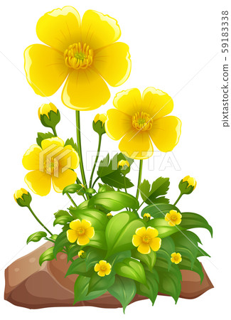 Yellow flowers and rocks on white background 59183338
