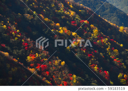 The contrast between the light and shadow of the autumn leaves on the ridge 59183519