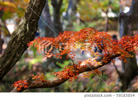 地精岩石 59183854