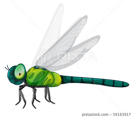 Green dragonfly on white background Green dragonfly on white background 59183917