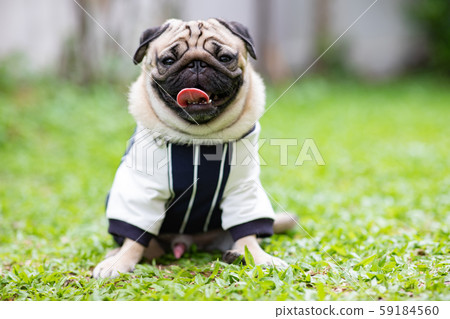 Happy dog pug breed smile with funny face on green grass in garden,Purebred pug dog healthy Concept Happy dog pug breed smile with funny face on green grass in garden,Purebred pug dog healthy Concept 59184560