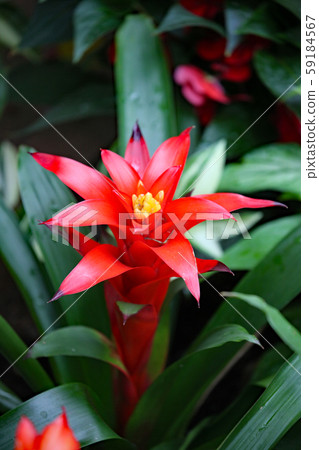 Guzmania 59184567