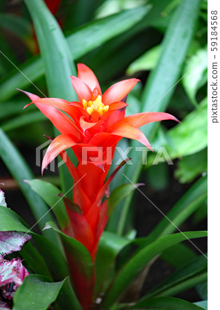 Guzmania Guzmania 59184568