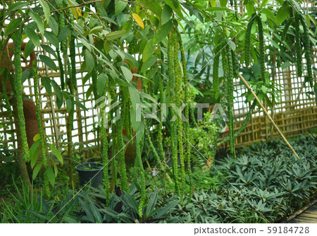 Phyllodium pulchellum (L.)The leaves are Phyllodium pulchellum (L.)The leaves are 59184728