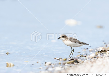 Medaidori young bird Medaidori young bird 59185294