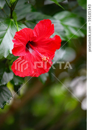 Hibiscus Hibiscus 59185343