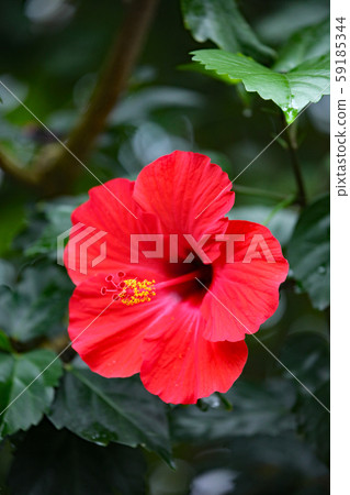 Hibiscus 59185344