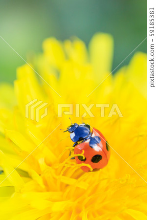 Nanahoshi Tentou perching on a dandelion 59185381
