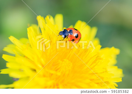 Nanahoshi Tentou perching on a dandelion Nanahoshi Tentou perching on a dandelion 59185382