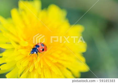 Nanahoshi Tentou perching on a dandelion Nanahoshi Tentou perching on a dandelion 59185383