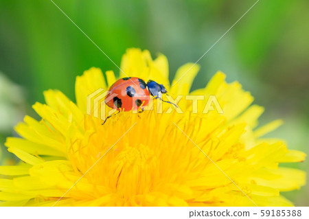 Nanahoshi Tentou perching on a dandelion Nanahoshi Tentou perching on a dandelion 59185388
