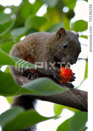 Squirrel eating fruit on the tree 59186288
