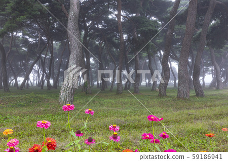 Pine Forest 5 59186941