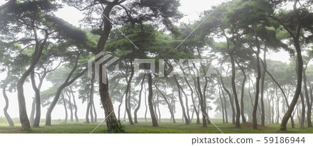 Pine Forest 8 59186944