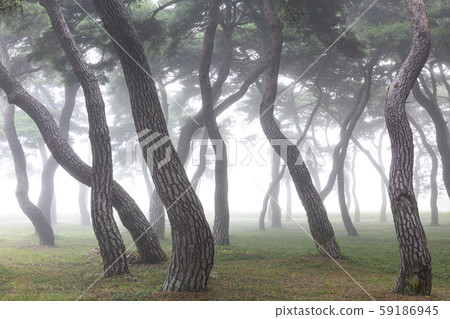 Pine Forest 9 59186945