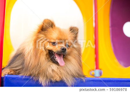 Pomeranian dog on playground Pomeranian dog on playground 59186978