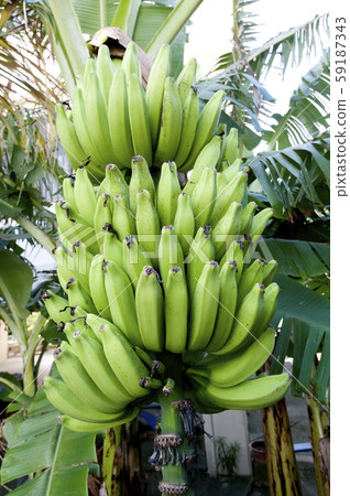 banana banana 59187343