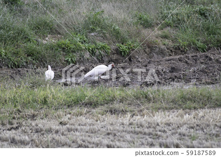 Toki Sado Island Paddy Field in Shinho District 59187589
