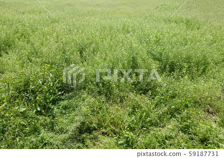 Wasteland Grassland Nohara Weed Land Wasteland Grassland Nohara Weed Land 59187731