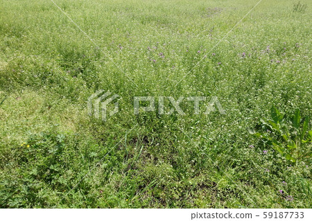 荒原草原野原雜草 荒原草原野原雜草 59187733