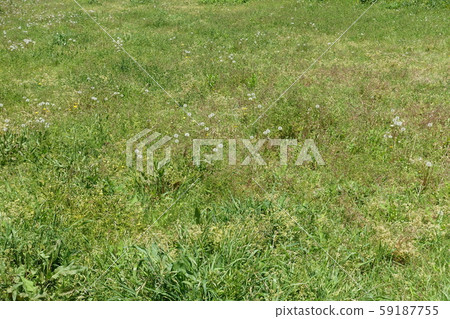 Wasteland Grassland Nohara Weed Land 59187755