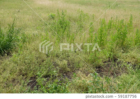 Wasteland Grassland Nohara Weed Land 59187756