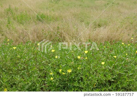 Wasteland Grassland Nohara Weed Land 59187757
