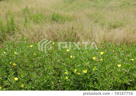Wasteland Grassland Nohara Weed Land 59187758