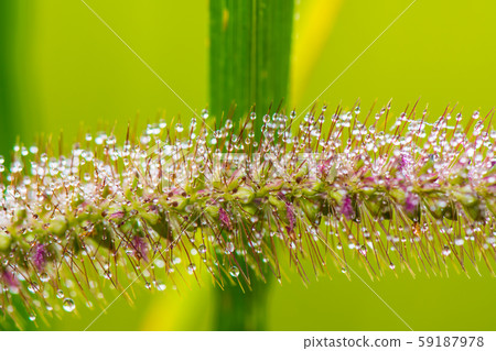 Macro images from nature.27 Macro images from nature.27 59187978