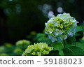 Hydrangea ① 59188023