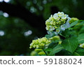 Hydrangea ② 59188024