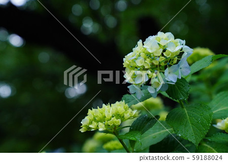 Hydrangea ② 59188024