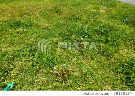 荒原草原野原雜草 59188124