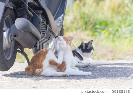 貓放鬆 貓放鬆 59188158